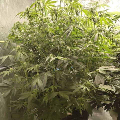 Apple Fritter #1.2 growlog timeline photo