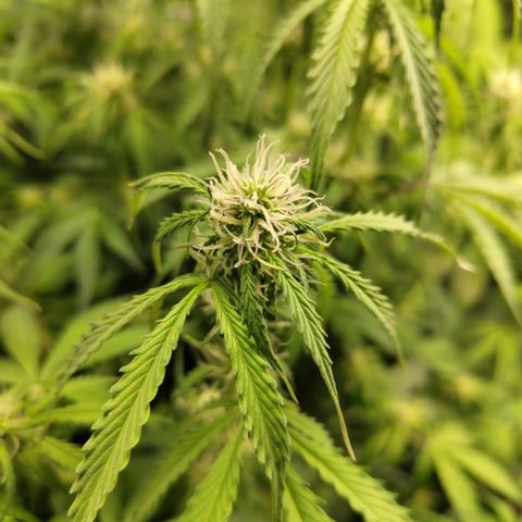 Apple Fritter #1.2 growlog timeline photo