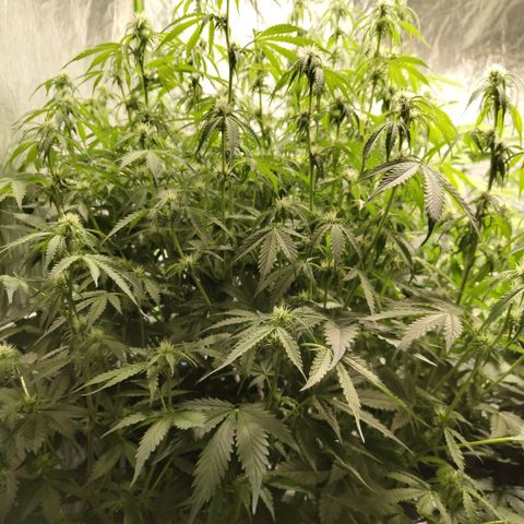 Apple Fritter #1.2 growlog timeline photo