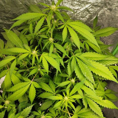 Mysteria growlog timeline photo