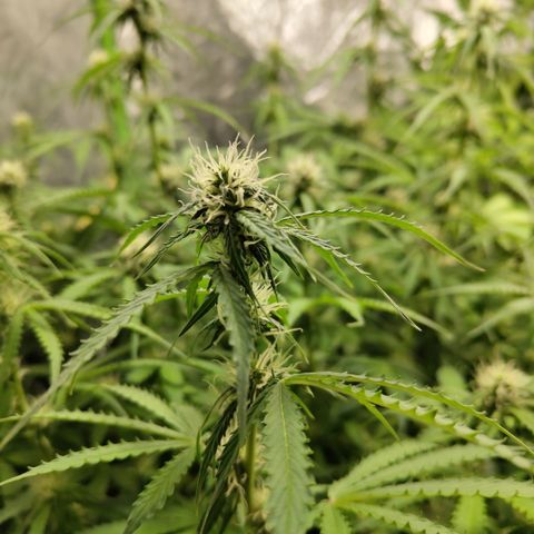 Apple Fritter #1.2 growlog timeline photo