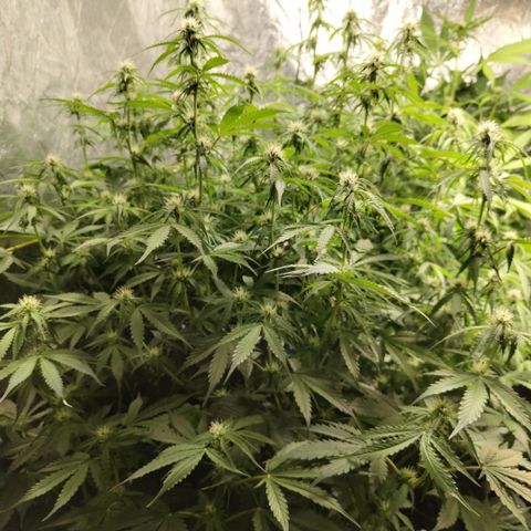 Apple Fritter #1.2 growlog timeline photo