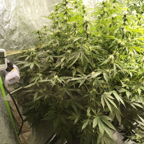 Apple Fritter #1.2 growlog timeline photo