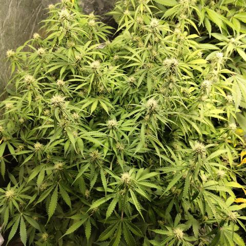 Apple Fritter #1.2 growlog timeline photo