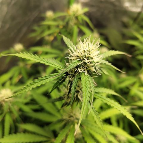 Apple Fritter #1.2 growlog timeline photo