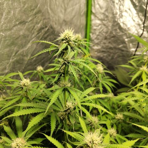 Apple Fritter #1.2 growlog timeline photo