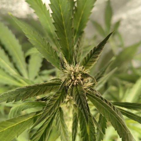 Mysteria growlog timeline photo