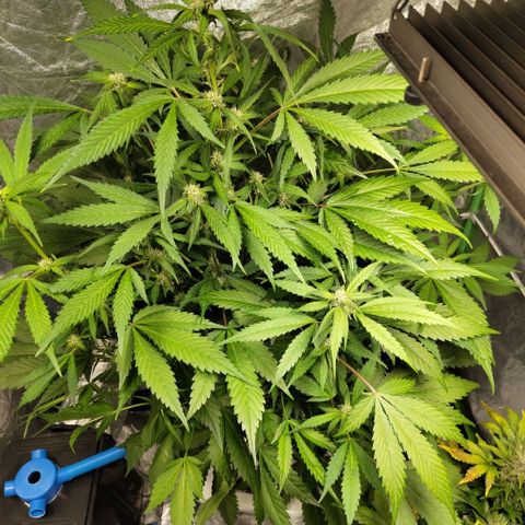 Mysteria growlog timeline photo