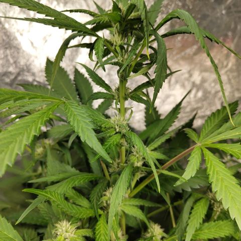 Mysteria growlog timeline photo