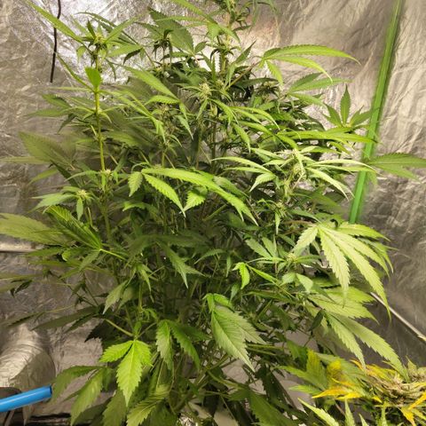 Mysteria growlog timeline photo