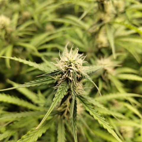 Apple Fritter #1.2 growlog timeline photo