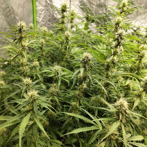 Apple Fritter #1.2 growlog timeline photo