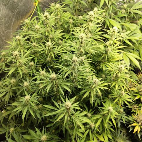 Apple Fritter #1.2 growlog timeline photo