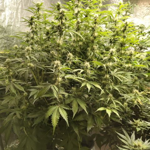 Apple Fritter #1.2 growlog timeline photo