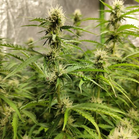 Apple Fritter #1.2 growlog timeline photo