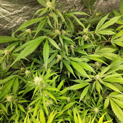 Mysteria growlog timeline photo