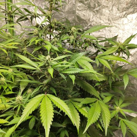Mysteria growlog timeline photo