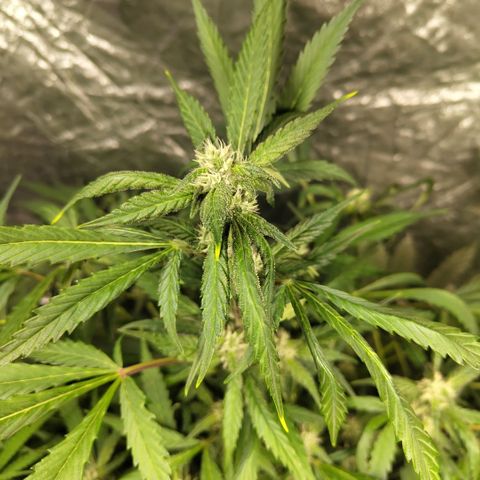 Mysteria growlog timeline photo