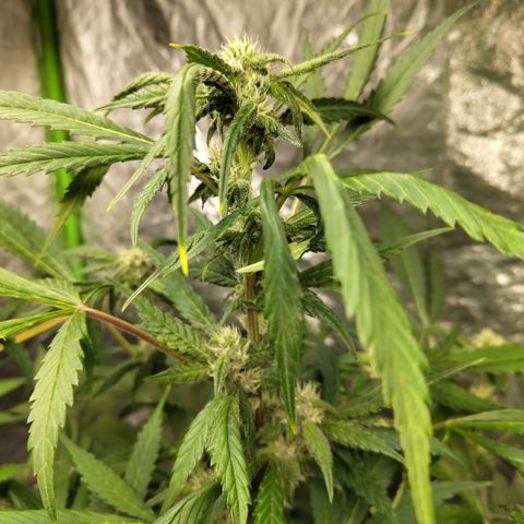 Mysteria growlog timeline photo