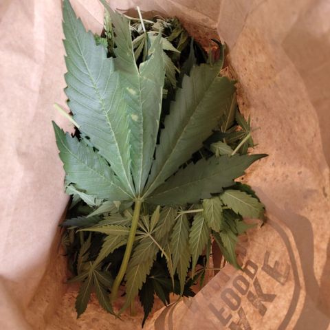 Mysteria growlog photo: Big big leaves