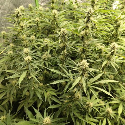 Apple Fritter #1.2 growlog timeline photo