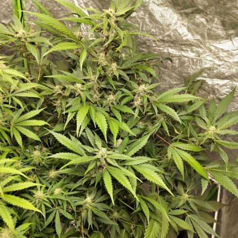 Mysteria growlog timeline photo