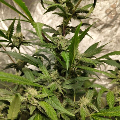 Mysteria growlog timeline photo