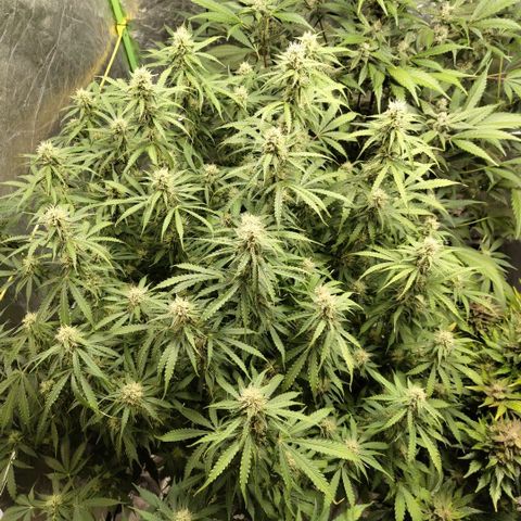 Apple Fritter #1.2 growlog photo: After trim