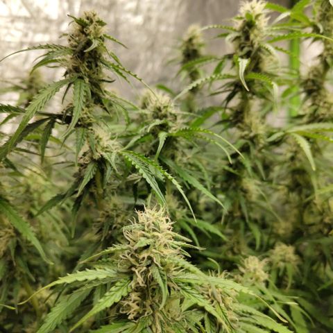 Apple Fritter #1.2 growlog photo: After trim