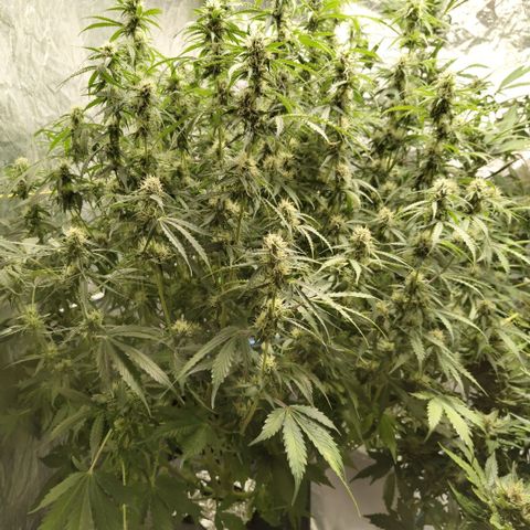 Apple Fritter #1.2 growlog photo: After trim