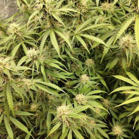 Apple Fritter #1.2 growlog photo: After trim
