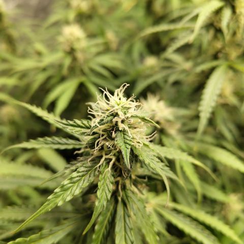 Apple Fritter #1.2 growlog photo: After trim