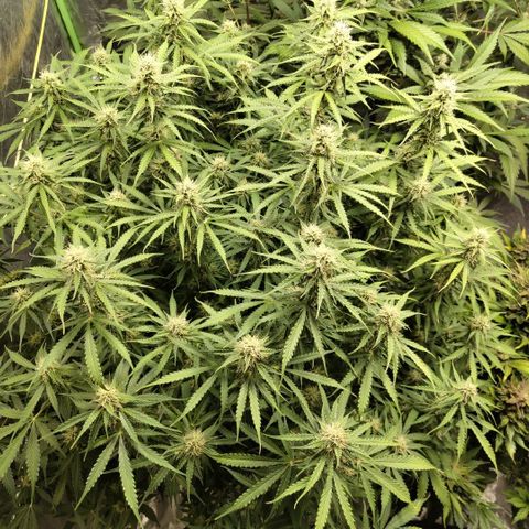 Apple Fritter #1.2 growlog timeline photo