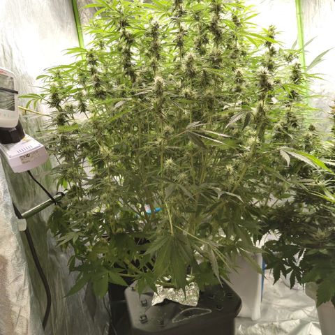 Apple Fritter #1.2 growlog timeline photo