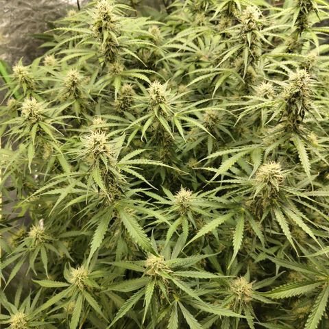 Apple Fritter #1.2 growlog timeline photo