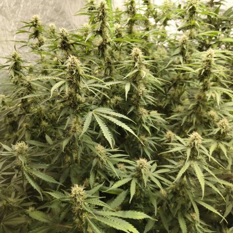 Apple Fritter #1.2 growlog timeline photo