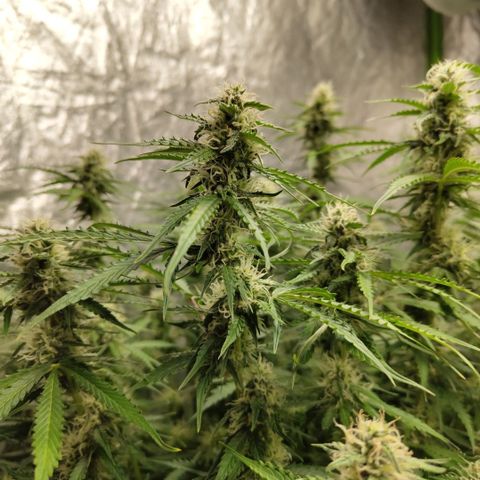 Apple Fritter #1.2 growlog timeline photo