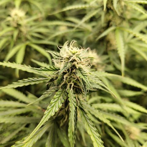 Apple Fritter #1.2 growlog timeline photo