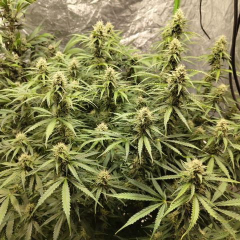 Apple Fritter #1.2 growlog timeline photo