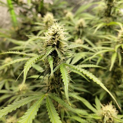 Apple Fritter #1.2 growlog timeline photo