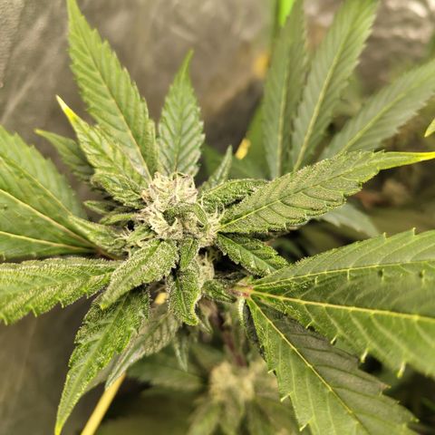 Mysteria growlog timeline photo