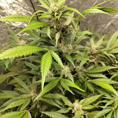 Mysteria growlog timeline photo