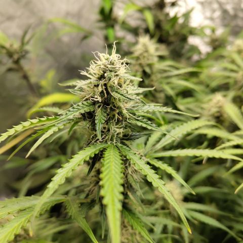Apple Fritter #1.2 growlog timeline photo