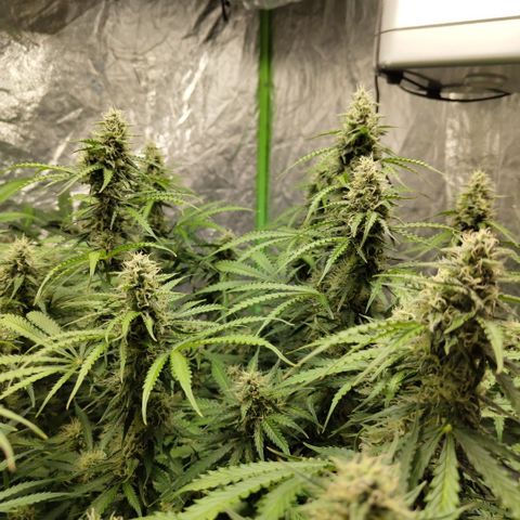 Apple Fritter #1.2 growlog timeline photo