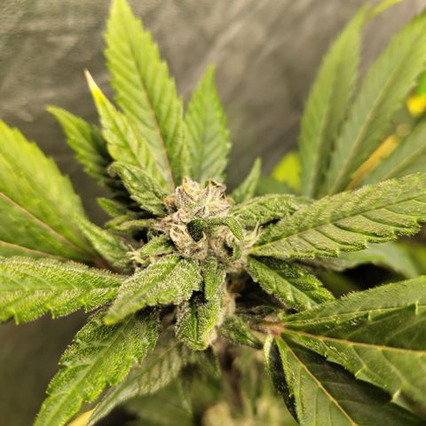 Mysteria growlog timeline photo