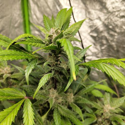 Mysteria growlog timeline photo