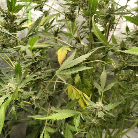 Mysteria growlog photo: Too high ph showing?