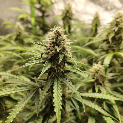 Apple Fritter #1.2 growlog timeline photo