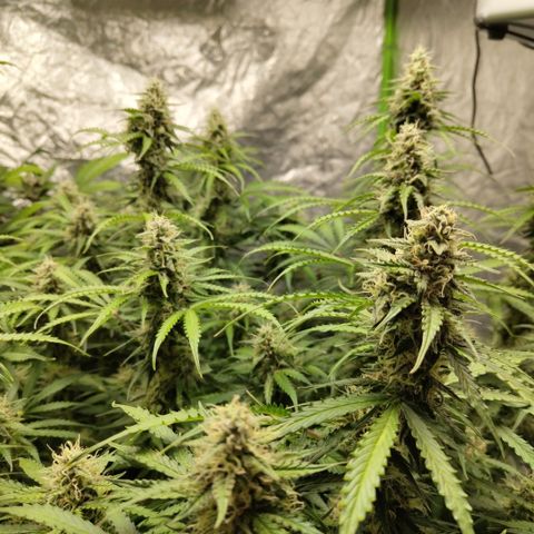 Apple Fritter #1.2 growlog timeline photo