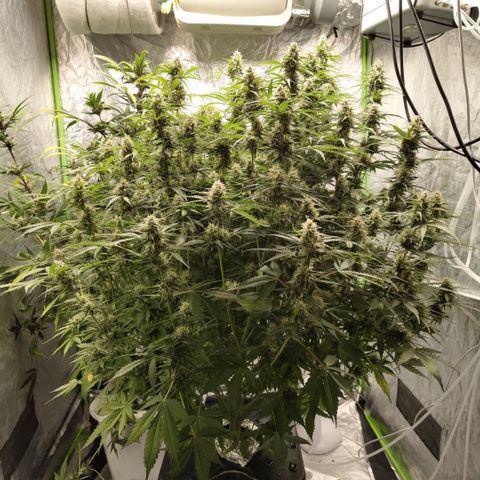 Apple Fritter #1.2 growlog timeline photo